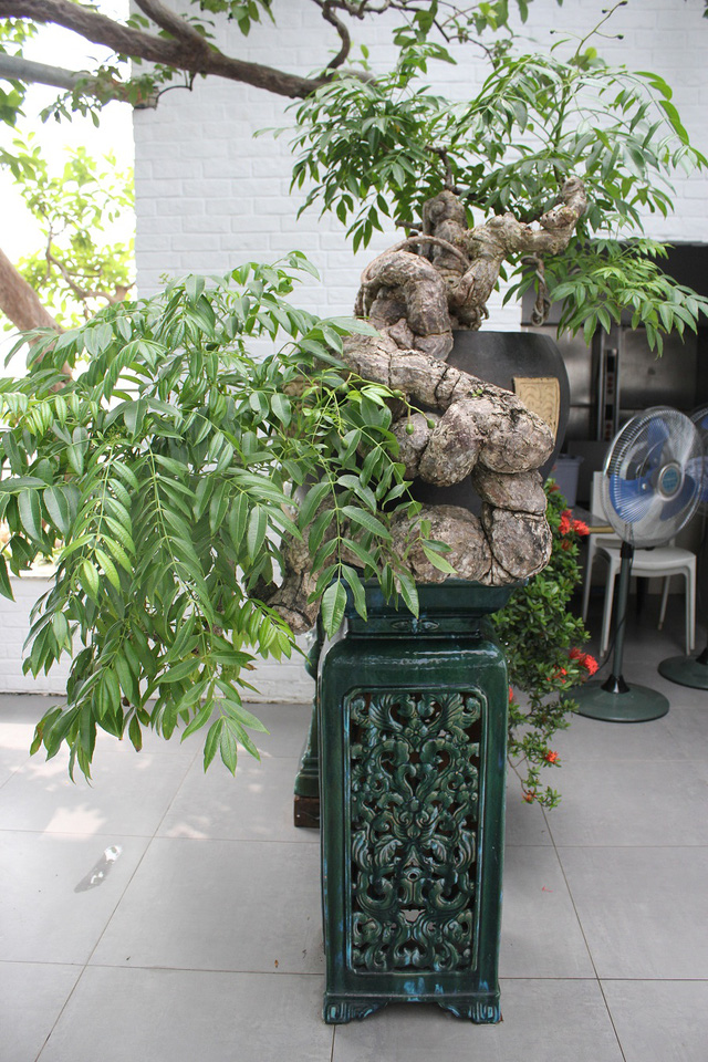 Cây[-]ổi[-]trăm[-]tuổi[-]và[-]cuộc[-]ngã[-]giá[-]tiền[-]tỷ[-]của[-]vị[-]đại[-]gia[-]Hà[-]Nội